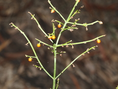 Teucrium junceum, photograph (c) Thomas Mesaglio, some rights reserved (CC BY)