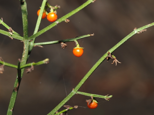 Teucrium junceum, photograph 3