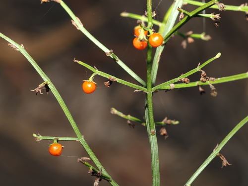 Teucrium junceum, photograph 1