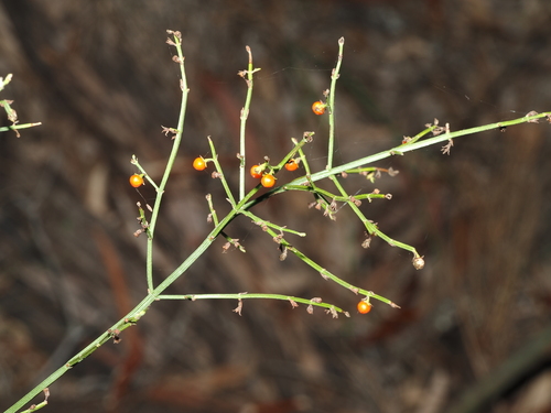 Teucrium junceum, photograph 4