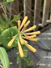 Lonicera sempervirens