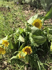 Wyethia