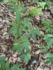 Cardamine waldsteinii, photograph author not stated, no rights reserved
