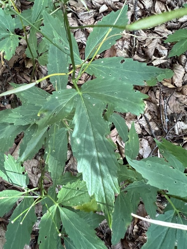 Cardamine waldsteinii, photograph 3