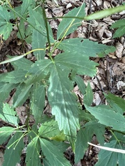 Cardamine waldsteinii, photograph author not stated, no rights reserved