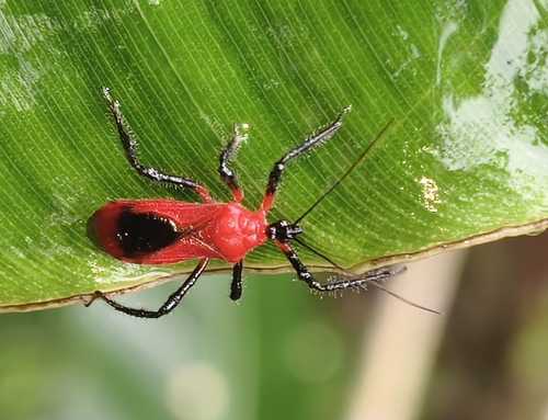 Sphedanolestes trichrous