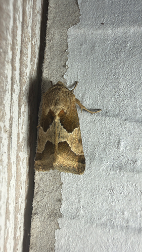 Jaguar Flower Moth