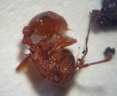 Myrmica specioides