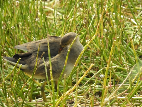 Eurasian Moorhen