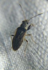 Pseudopachybrachius basalis