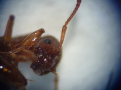 Myrmica specioides