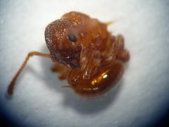 Myrmica specioides
