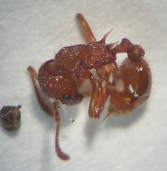 Myrmica specioides
