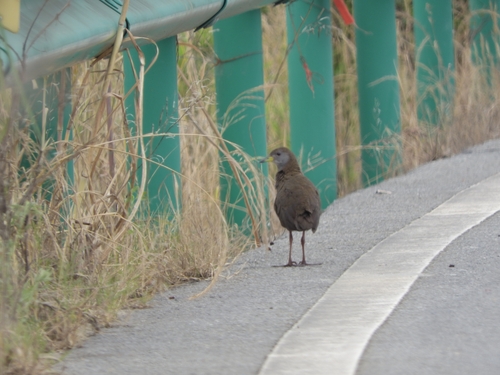 Brown Crake