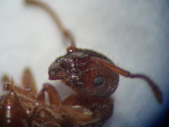 Myrmica specioides