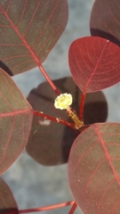 Euphorbia cotinifolia