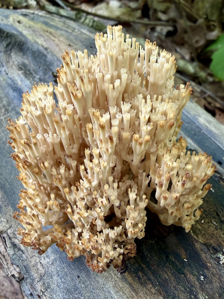 crown-tipped coral fungus · July 2026 · photo: Photo: (c) Summit Metro Parks, some rights reserved (CC BY) · iNaturalist
