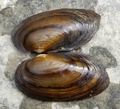 Pyganodon grandis