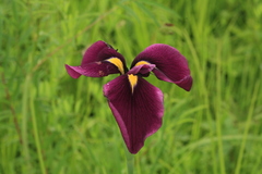 Iris ensata