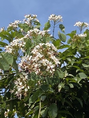 Bauhinieae