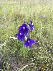 Delphinium variegatum variegatum