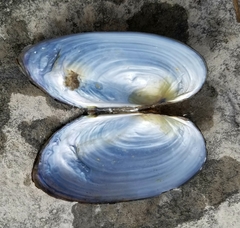 Pyganodon grandis