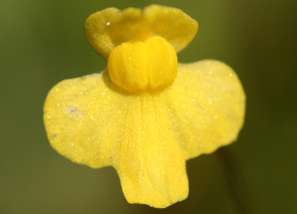 Zigzag Bladderwort