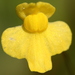 Utricularia subulata - Photo (c) dogtooth77, algunos derechos reservados (CC BY-NC-SA)