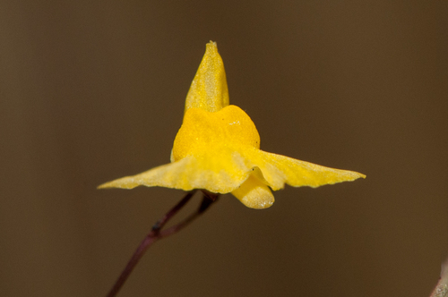 Zigzag Bladderwort