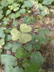 Cardamine trifolia