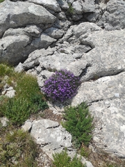 Campanula waldsteiniana, photograph (c) Javna ustanova Park prirode Velebit, some rights reserved (CC BY)