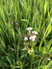 Triphysaria versicolor