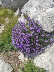 Campanula waldsteiniana, photograph (c) Javna ustanova Park prirode Velebit, some rights reserved (CC BY)