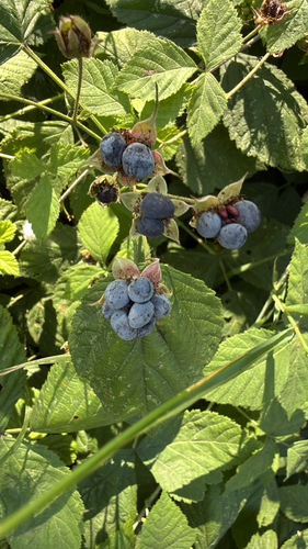 European dewberry