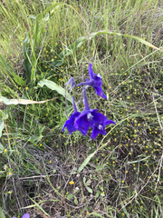 Delphinium variegatum variegatum