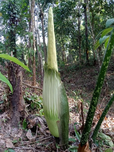 Amorphophallus titanum