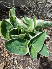 Hosta