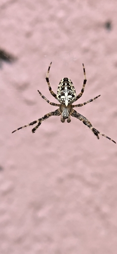 Cross Orbweaver