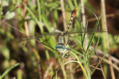 Arigomphus lentulus