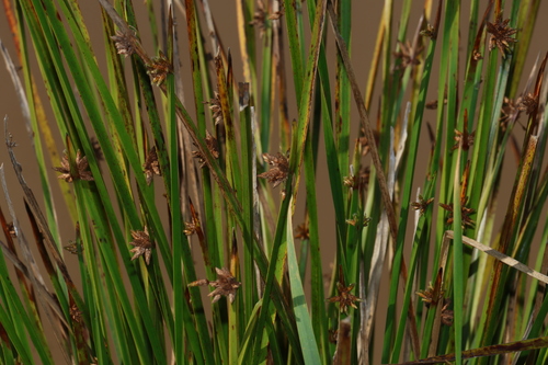 Schoenoplectiella mucronata, photograph 4