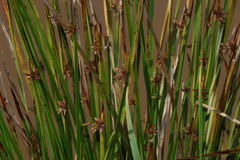 Schoenoplectiella mucronata, photograph (c) Greg Tasney, some rights reserved (CC BY-SA)