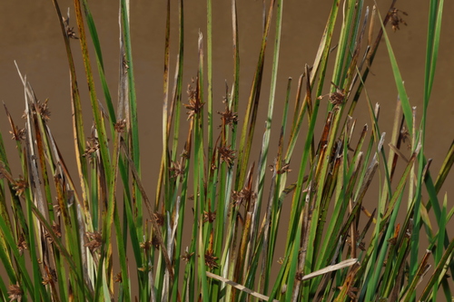 Schoenoplectiella mucronata, photograph 5