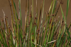 Schoenoplectiella mucronata, photograph (c) Greg Tasney, some rights reserved (CC BY-SA)