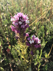 Castilleja densiflora gracilis
