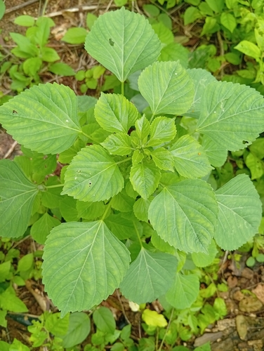 Acalypha crenata