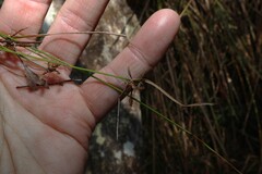 Cyperus gracilis, photograph (c) Greg Tasney, some rights reserved (CC BY-SA)
