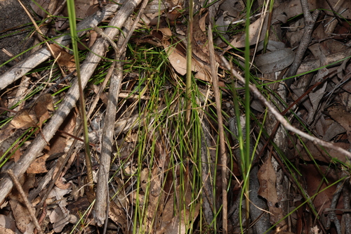 Cyperus gracilis, photograph 3