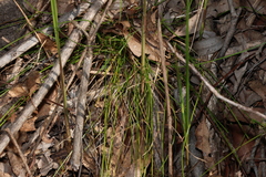 Cyperus gracilis, photograph (c) Greg Tasney, some rights reserved (CC BY-SA)