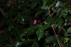 Syzygium oleosum