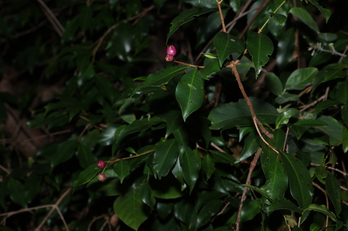 Syzygium oleosum, photograph 1
